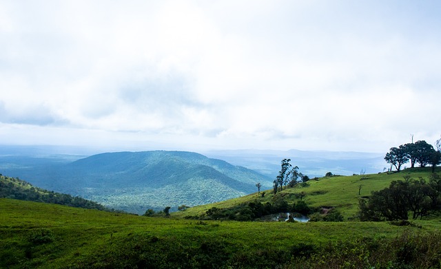 獻了一場無 獻了一場無