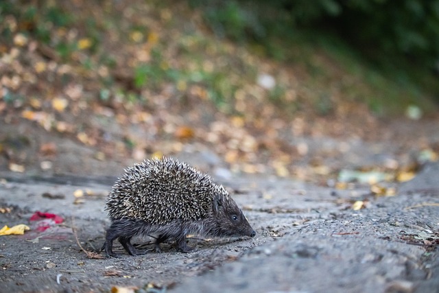 他多次提到 他多次提到